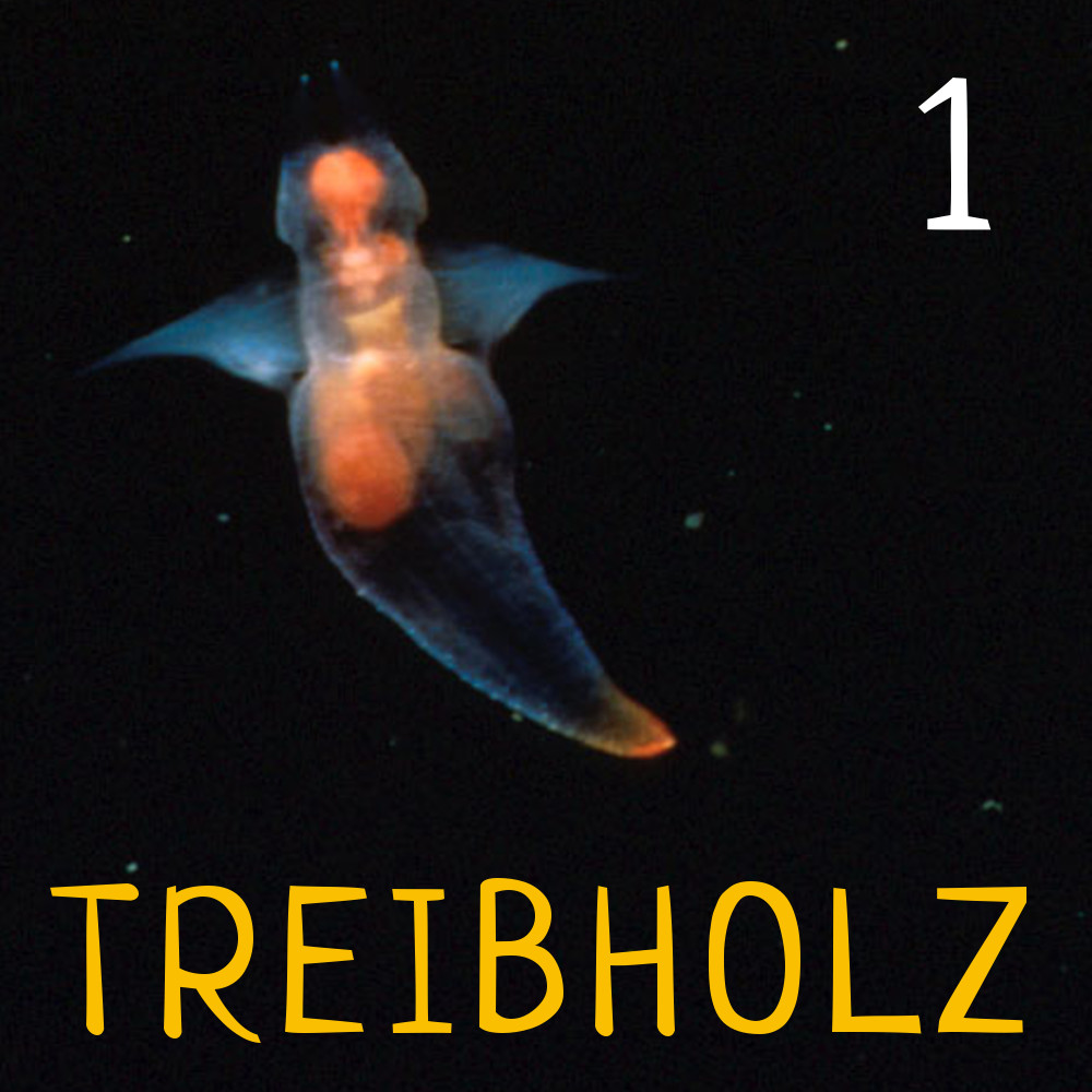 Treibholz - Ozeanographie mit Maxie und Ronja