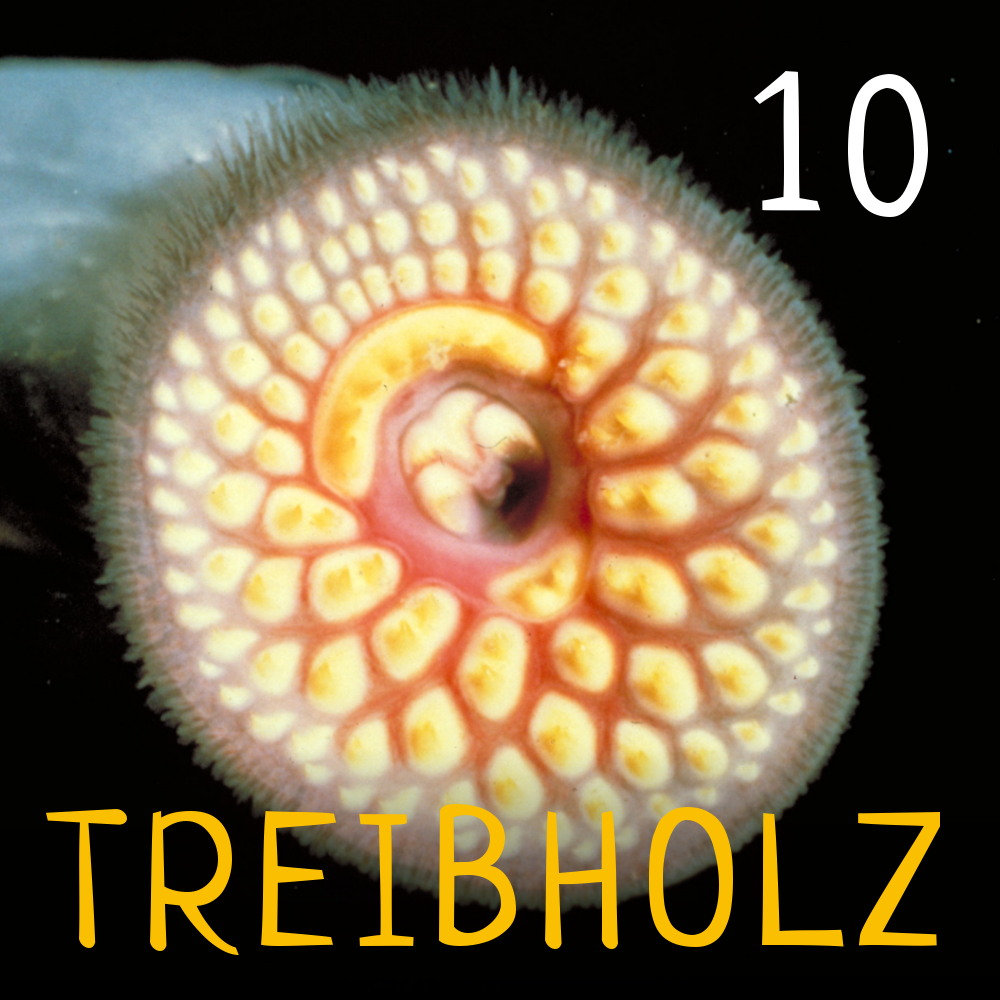 Treibholz - Ozeanographie mit Maxie und Ronja