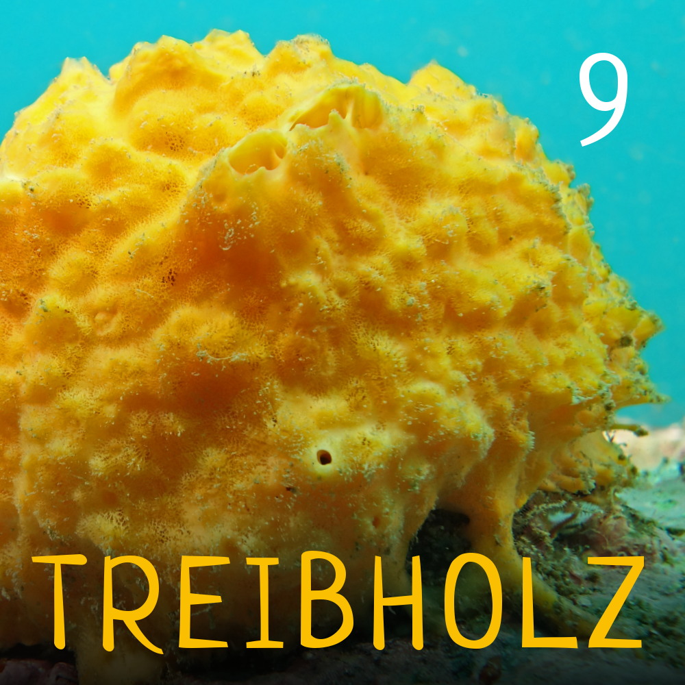 Treibholz - Ozeanographie mit Maxie und Ronja