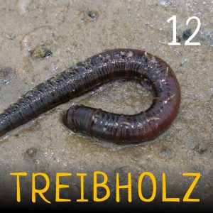 Treibholz - Ozeanographie mit Maxie und Ronja