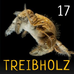 Treibholz - Ozeanographie mit Maxie und Ronja